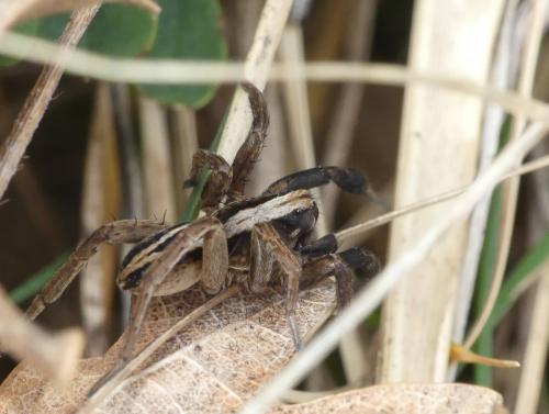Alopecosa cuneata